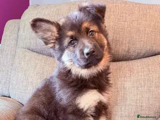 German Shepherd dogs KC registered German shepherd puppies. - Advert 14