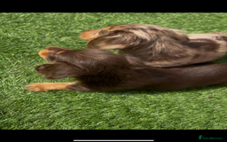 Miniature Dachshund dogs for sale: Delightful litter of KC Longhaired Mini Dachshunds - Image 10