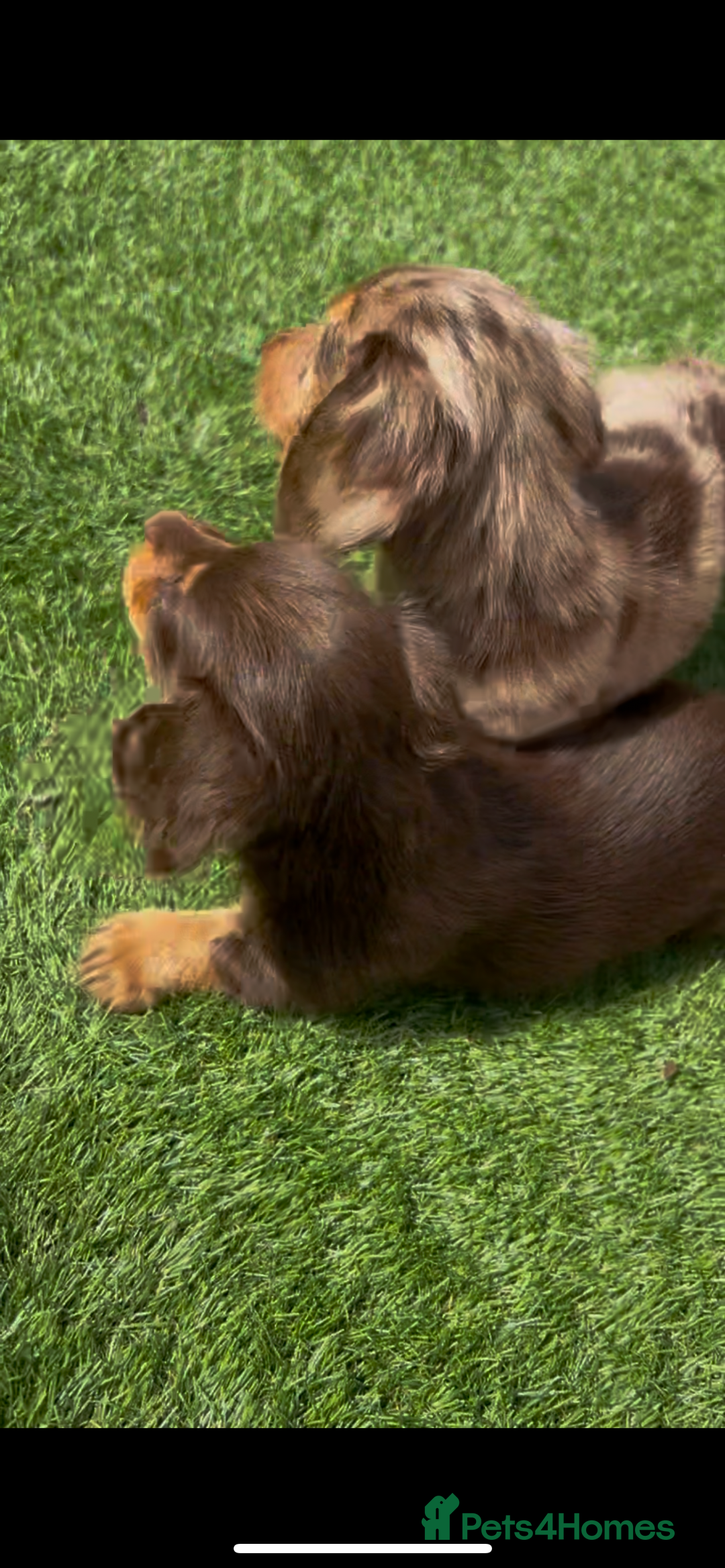 Miniature Dachshund dogs for sale: Delightful litter of KC Longhaired Mini Dachshunds - Image 10