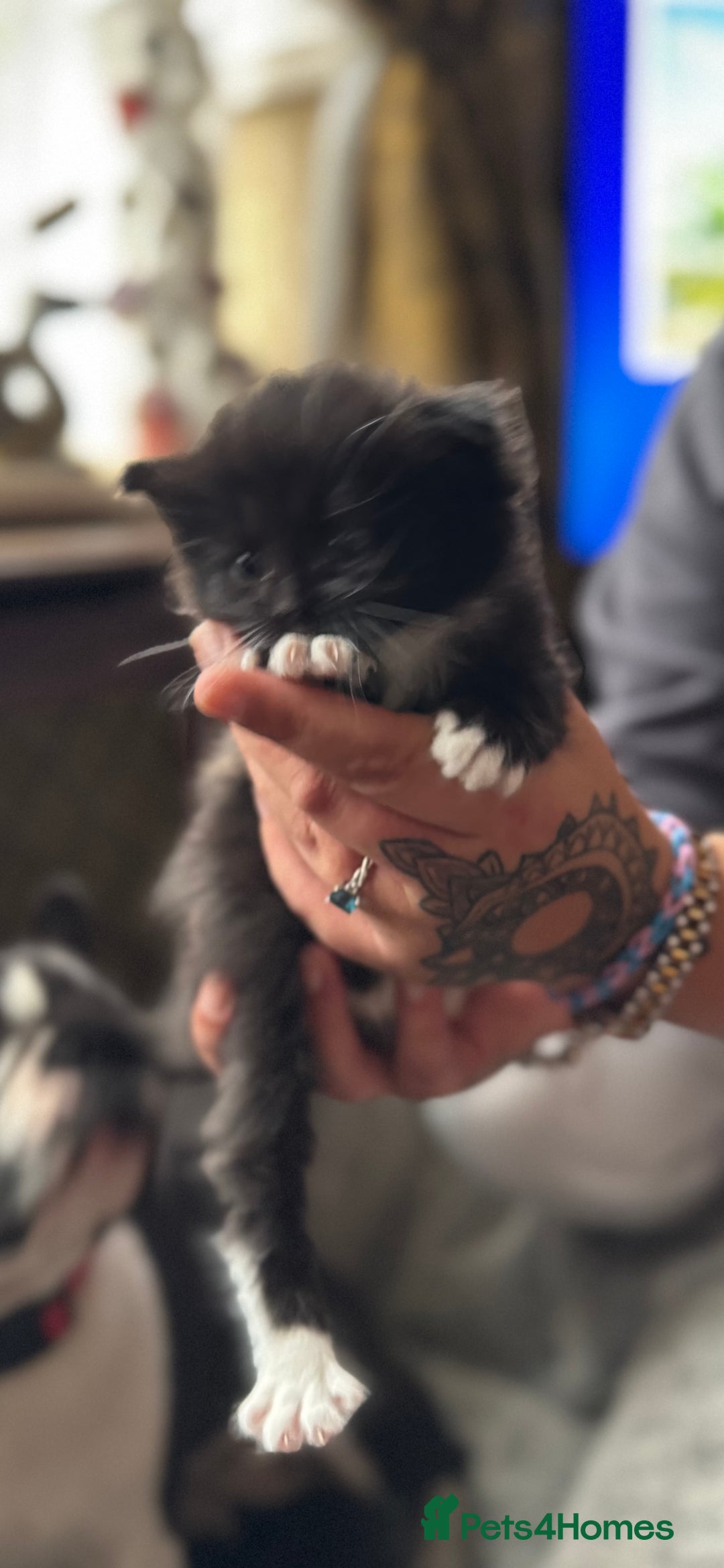Ragdoll cats for sale: 2 Ragdoll cross Siberian  - Image 11
