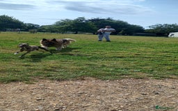 Whippet dogs for sale: *LAST MALE PUPPY* Beautiful KC Registered Puppies - Image 23