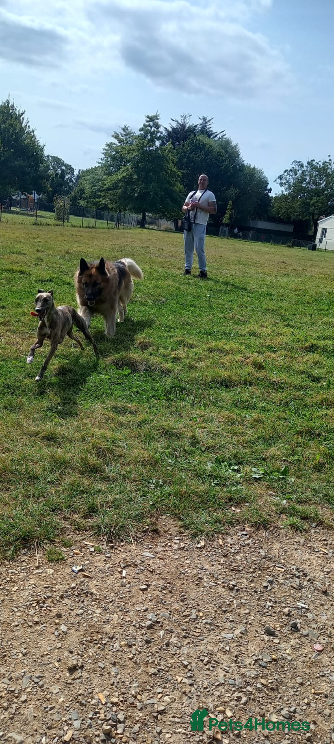 Whippet dogs for sale: *LAST MALE PUPPY* Beautiful KC Registered Puppies - Image 23