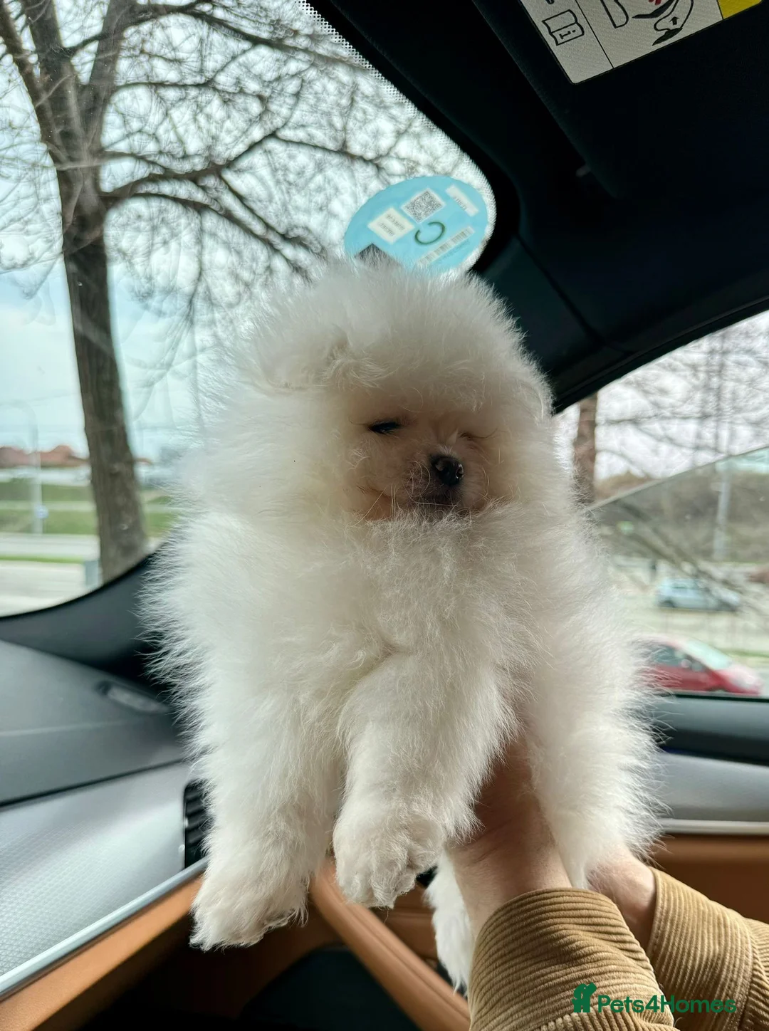 Pomeranian dogs for sale: This fluffy miracle is waiting for a new family😇 in Hounslow - Advert 5
