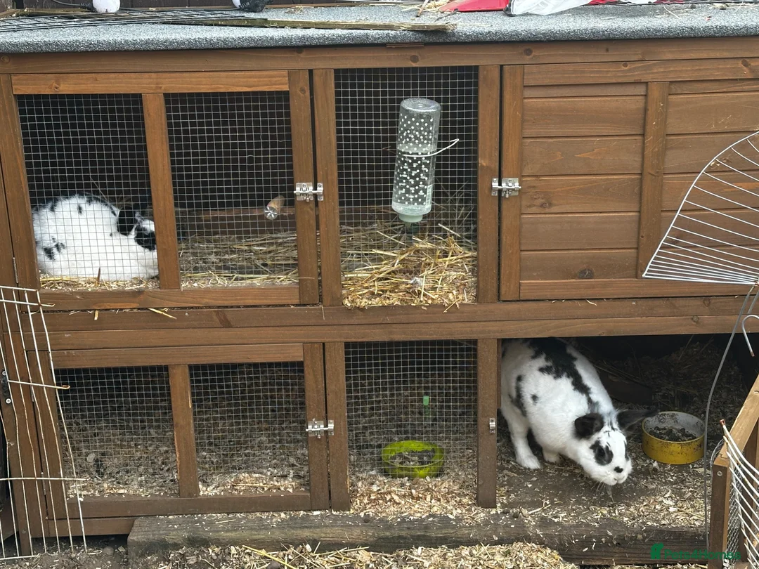 Mini Lion Lop rabbits for sale: 2 girls for sale with Hutch - Advert 2