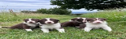 Border Collie dogs for sale: ISDS Red & white Border Collie Puppies - Advert 3