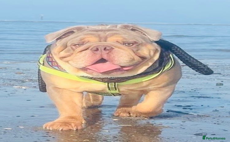 English Bulldog dogs - Advert 1