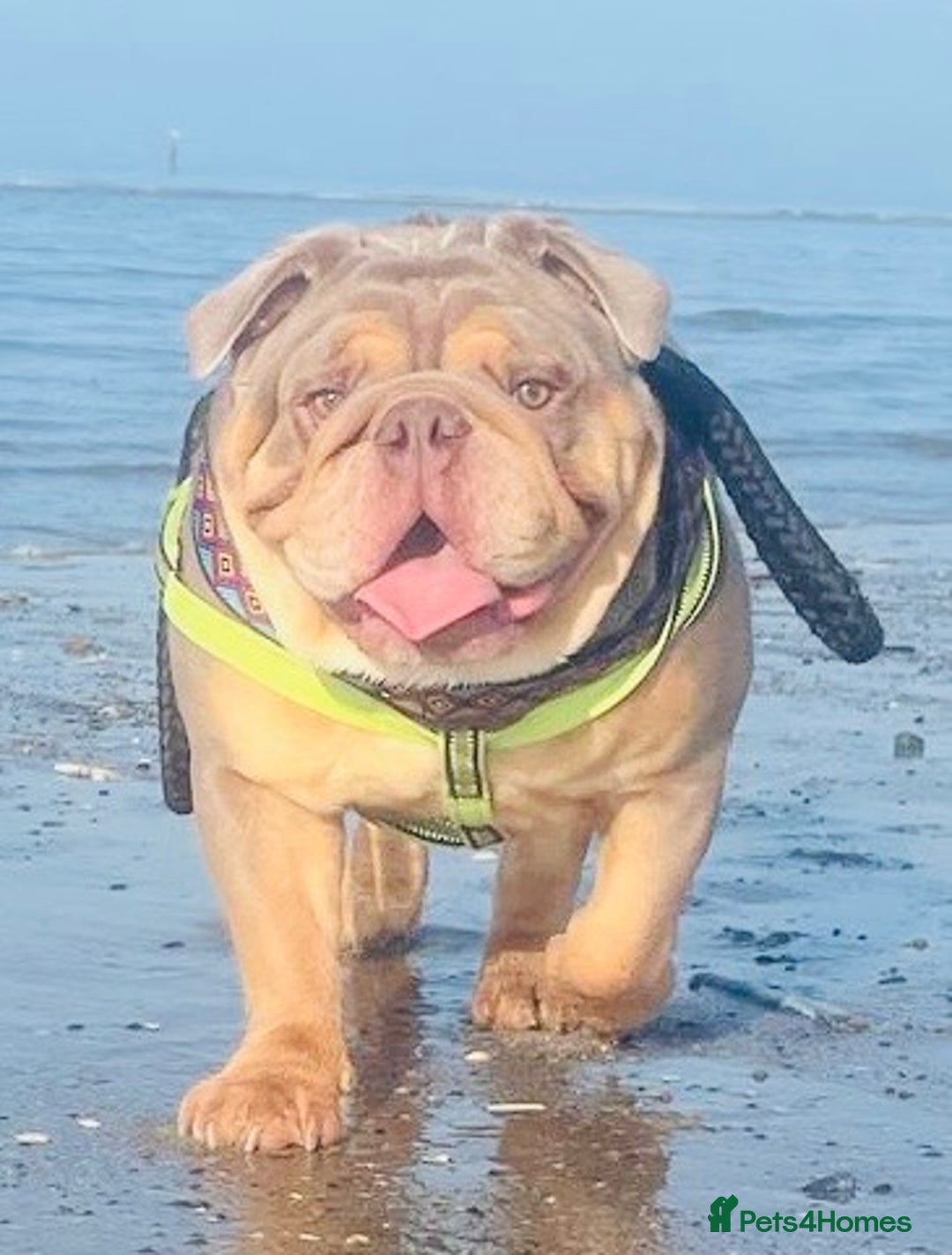 English Bulldog dogs for stud: *RUBBLE* NEBBR beautiful boy - Image 1
