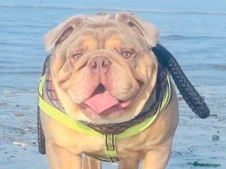 English Bulldog dogs - Advert 13