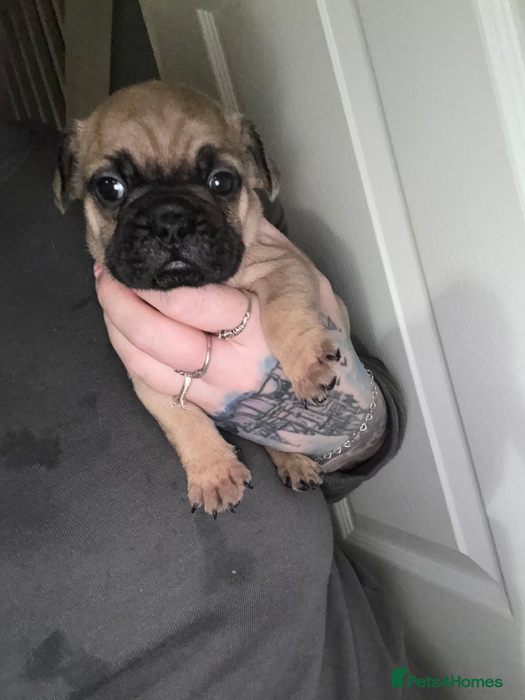 French Bulldog dogs for sale: 2 girls full French bulldogs  - Advert 8