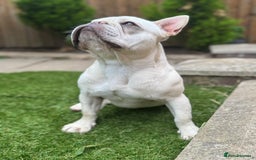 French Bulldog dogs for sale: French bulldog platinum female in Romford - Image 2