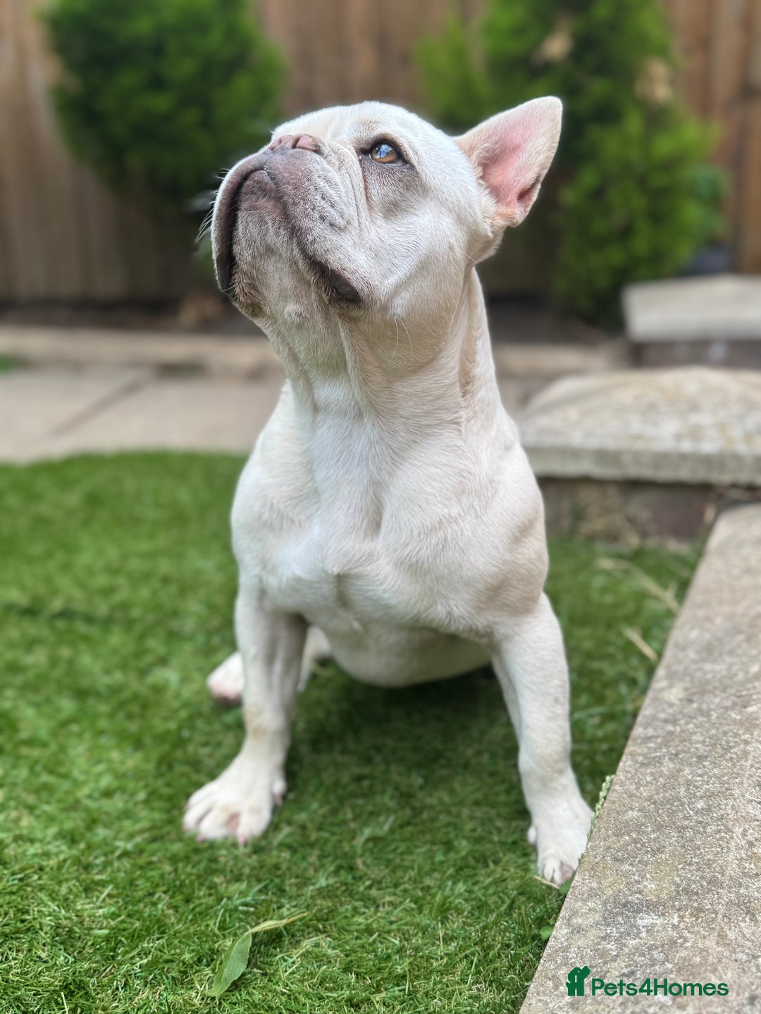 French Bulldog dogs for sale: French bulldog platinum female in Romford - Image 2