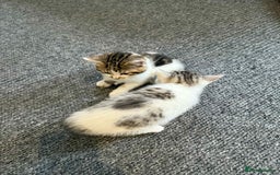 Mixed Breed cats for sale: 2 kittens  - Image 9
