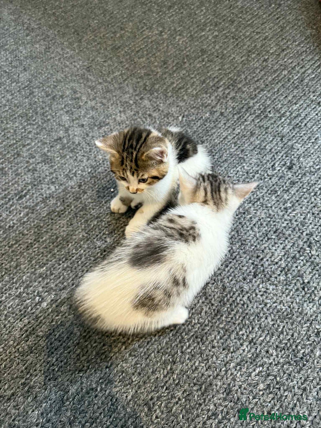 Mixed Breed cats for sale: 2 kittens  - Image 9