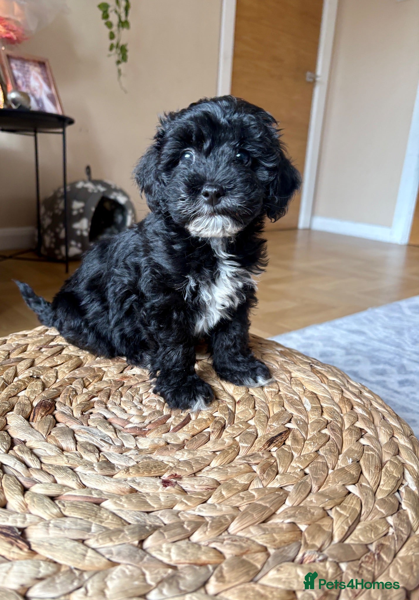 Lhasapoo dogs ****now ready for forever home**** - Advert 6