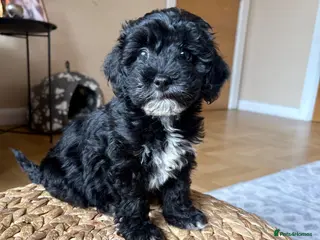 Lhasapoo dogs ****now ready for forever home**** - Advert 6