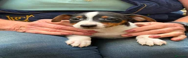 Jack Russell 2