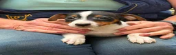 Jack Russell dogs for sale: Adorable Tri Coloured Miniature Jack Russell Pups - Advert 14
