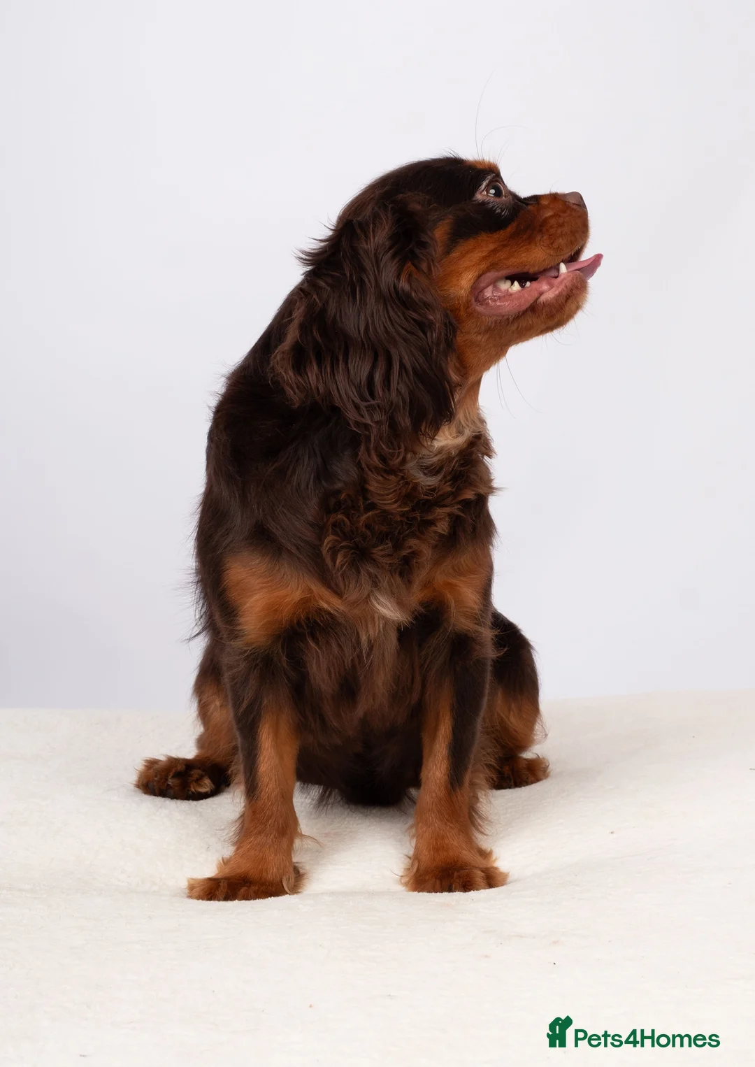 Cavalier King Charles Spaniel dogs for stud: KC REG BROWN & TAN HEALTH TESTED CAV STUD  - Advert 4