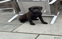 Cane Corso dogs for sale: Cane corso girl pup FULLY VACCINATED  - Image 2