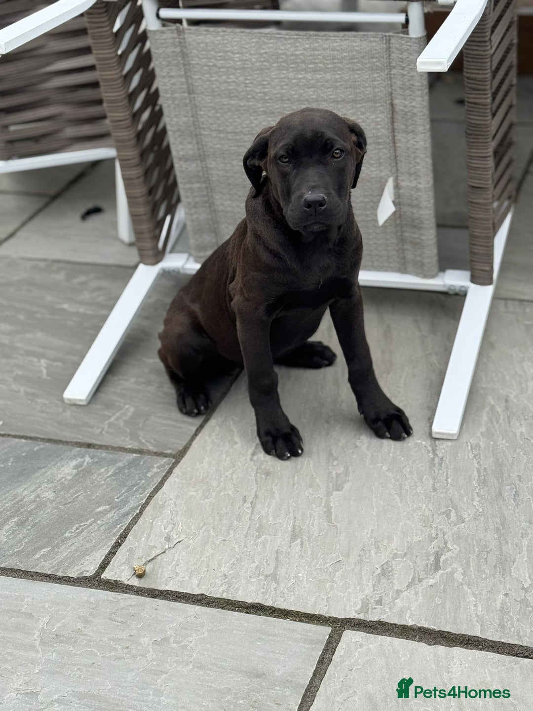 Cane Corso dogs for sale: Cane corso girl pup FULLY VACCINATED  - Image 2