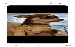Chihuahua dogs for sale: Gorgeous Smooth coat KC registered chihuahuas - Image 15