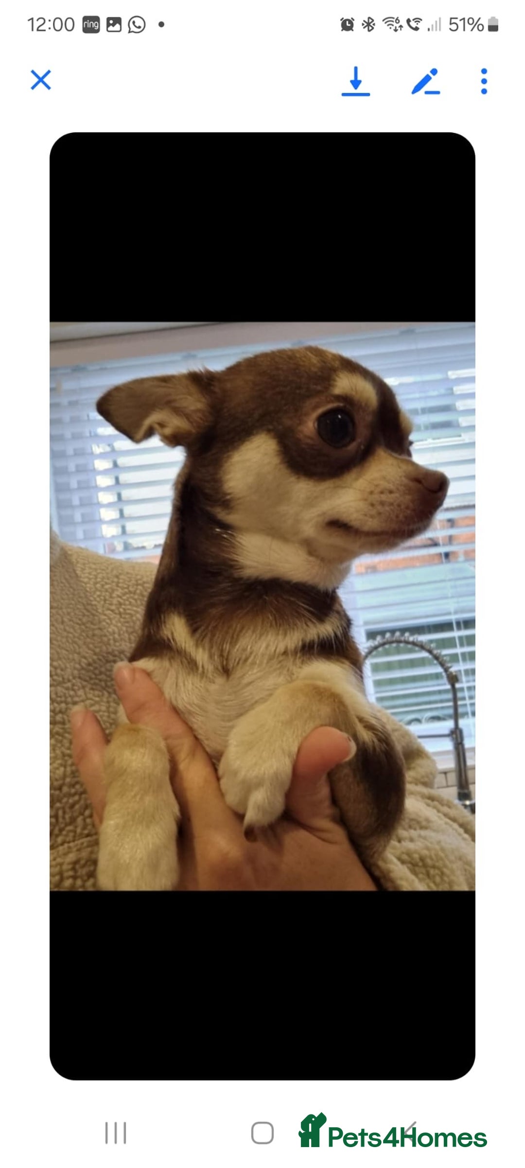 Chihuahua dogs for sale: Gorgeous Smooth coat KC registered chihuahuas - Image 15