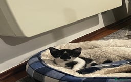 Mixed Breed cats for sale: Gorgeous 8 week old male kitten - Image 2