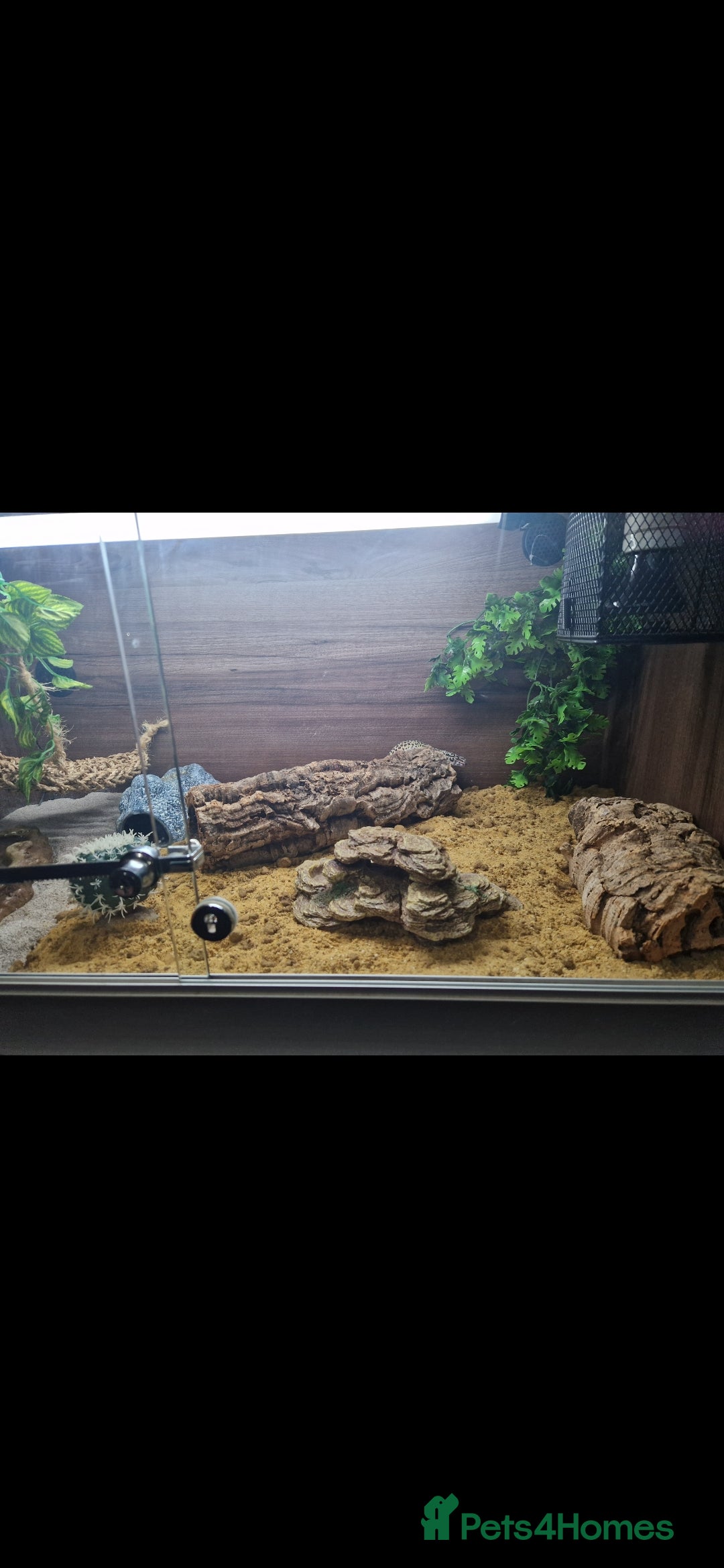 Leopard Gecko reptiles for sale: 5 year old male leopard gecko  - Image 2
