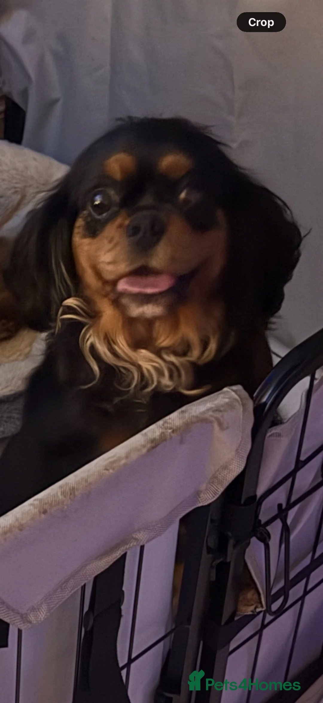 Cavalier King Charles Spaniel dogs for sale: Kc dna clear cavalier adult  - Advert 11