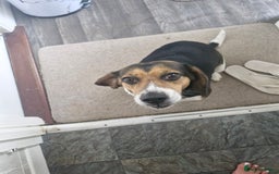 Mixed Breed dogs for sale: Bella  - Image 4