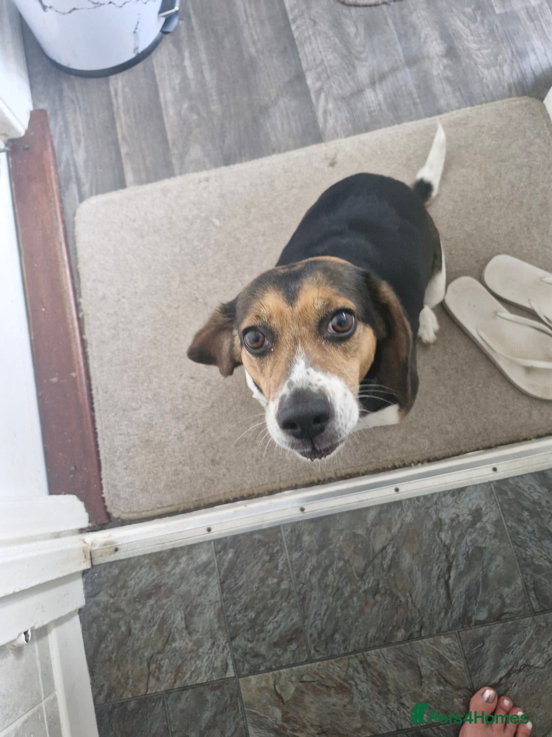 Mixed Breed dogs for sale: Bella  - Image 4