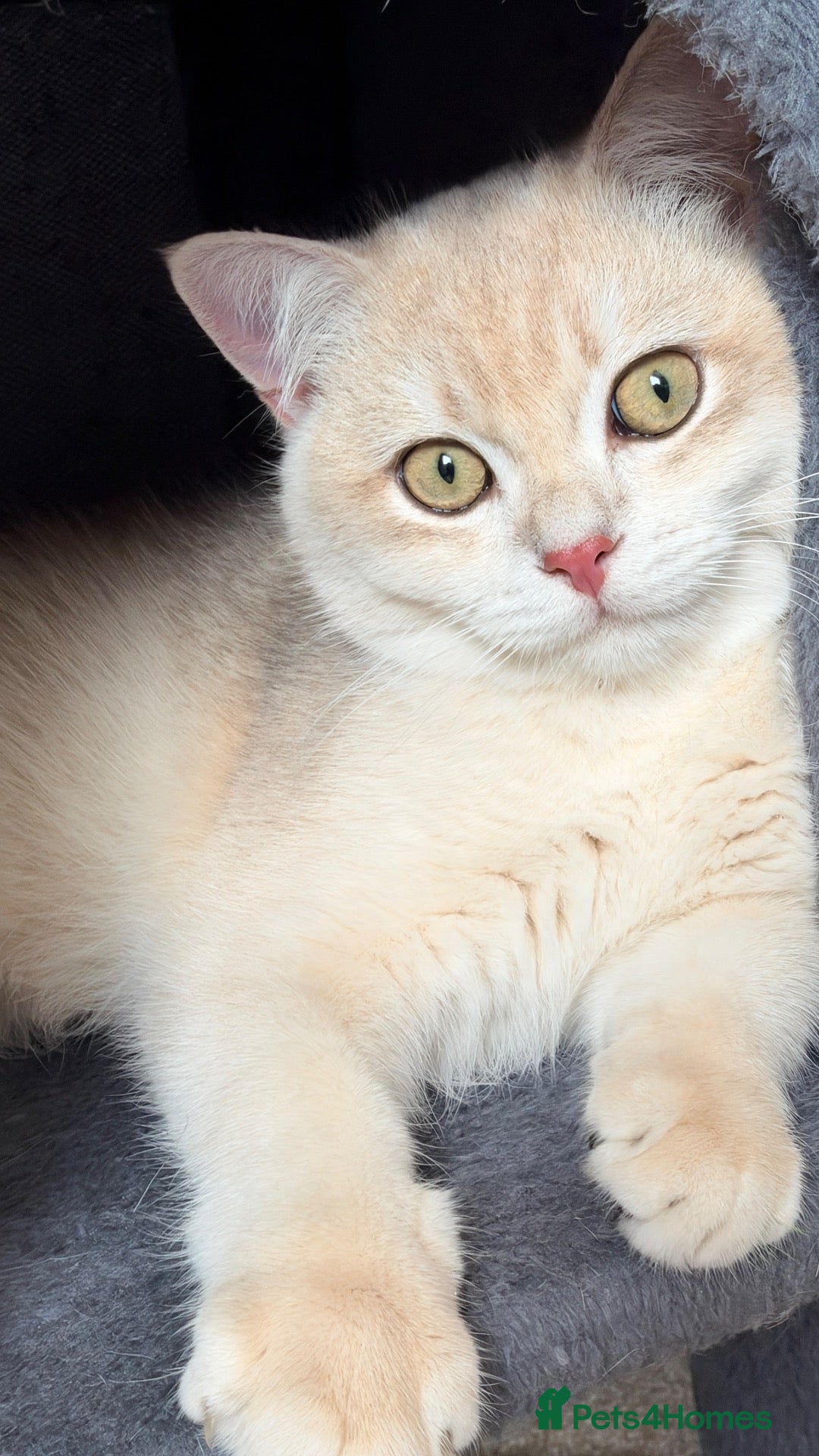 British Shorthair cats GCCF BSH READY FOR NEW HOME GOLD AND BLUE KITTENS - Advert 8