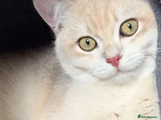 British Shorthair cats GCCF BSH READY FOR NEW HOME GOLD AND BLUE KITTENS - Advert 8