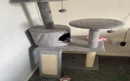 Mixed Breed cats for sale: Luna 3 months old  - Image 7