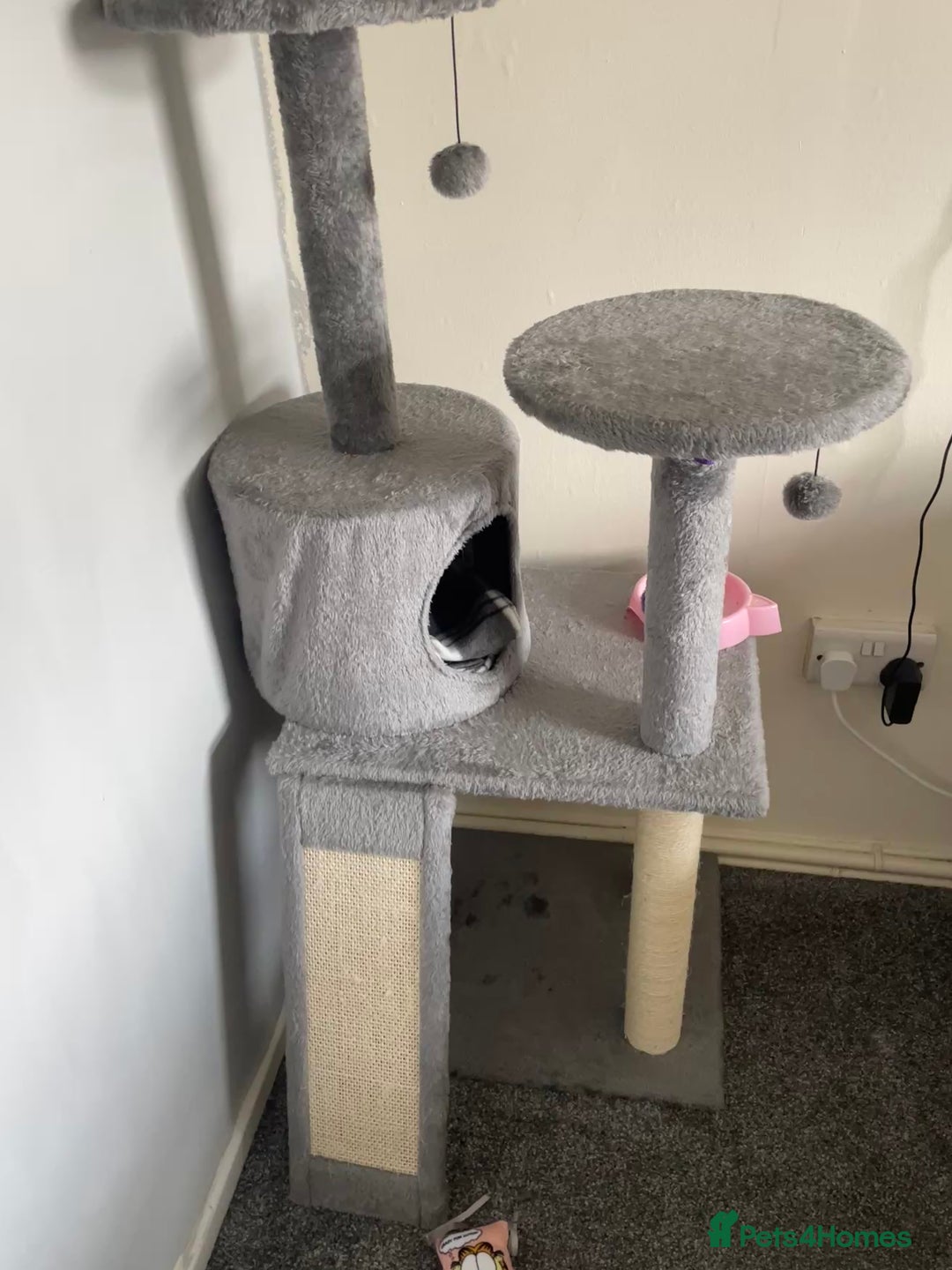 Mixed Breed cats for sale: Luna 3 months old  - Image 7