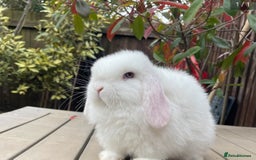 Mini Lop rabbits for sale: Pedigree mini lop bunnies - Image 5