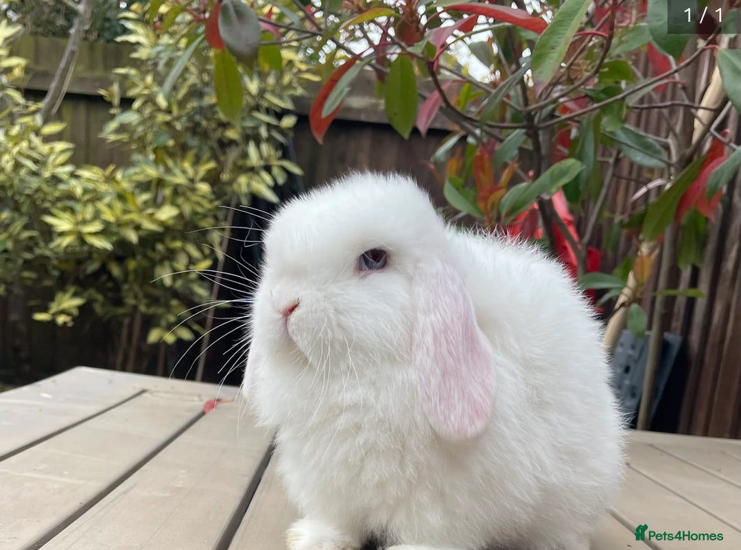 Mini Lop rabbits for sale: Pedigree mini lop bunnies - Image 5