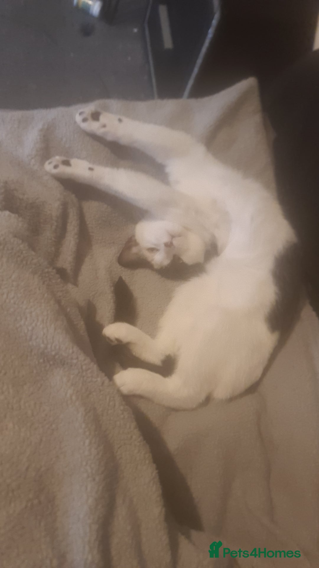 Domestic Shorthair cats for sale: jayjay  - Advert 4