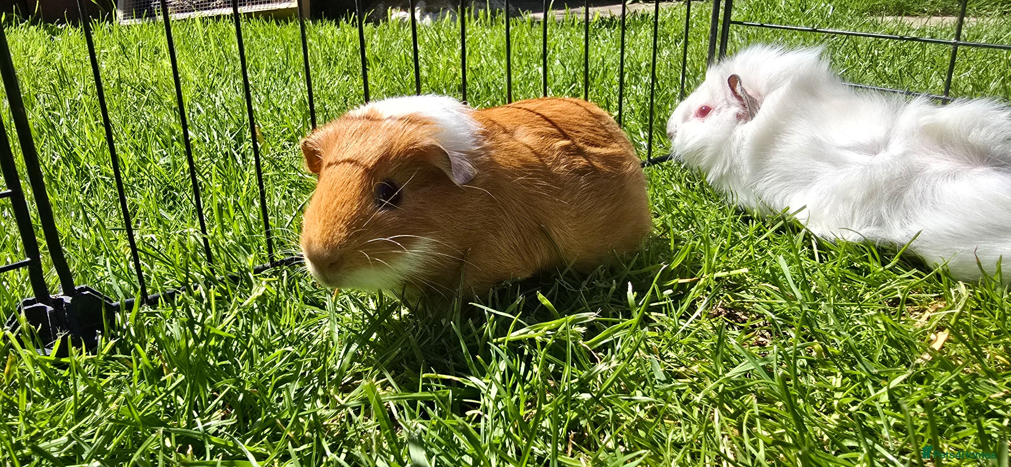 Guinea Pig rodents Mixed Guinea pigs adult sows and young boars - Advert 7