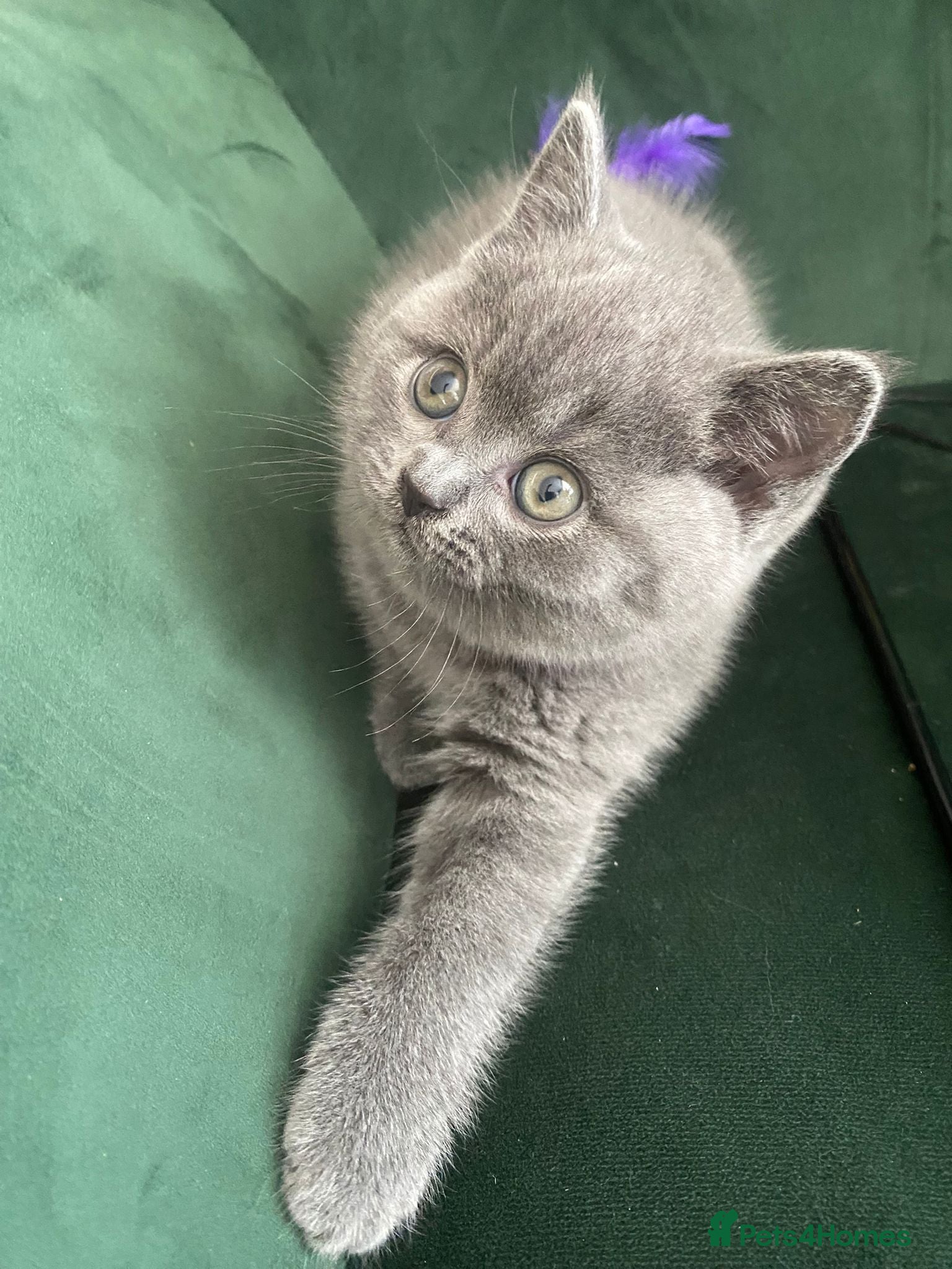 British Shorthair cats Lovely british shorthair kittens ready for home - Advert 2