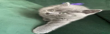 British Shorthair Kitten 3
