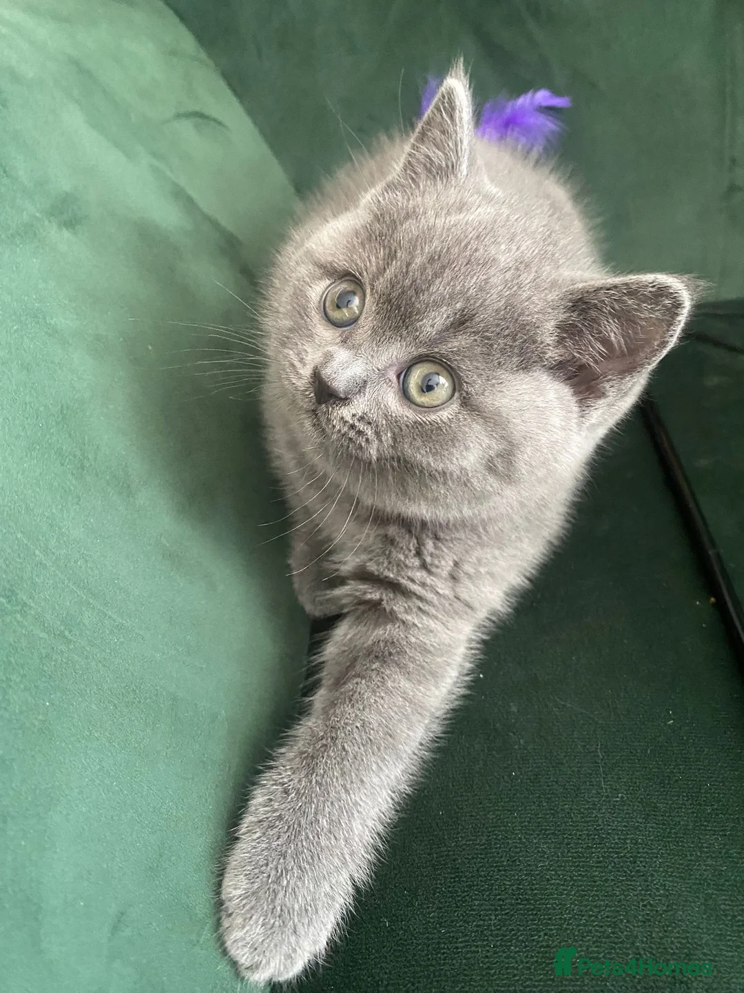 British Shorthair cats for sale: Lovely british shorthair kittens ready for home - Advert 2