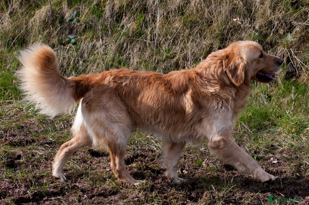 Golden Retriever dogs for stud: STUNNING KC GOLDEN RETRIEVER  - Advert 3