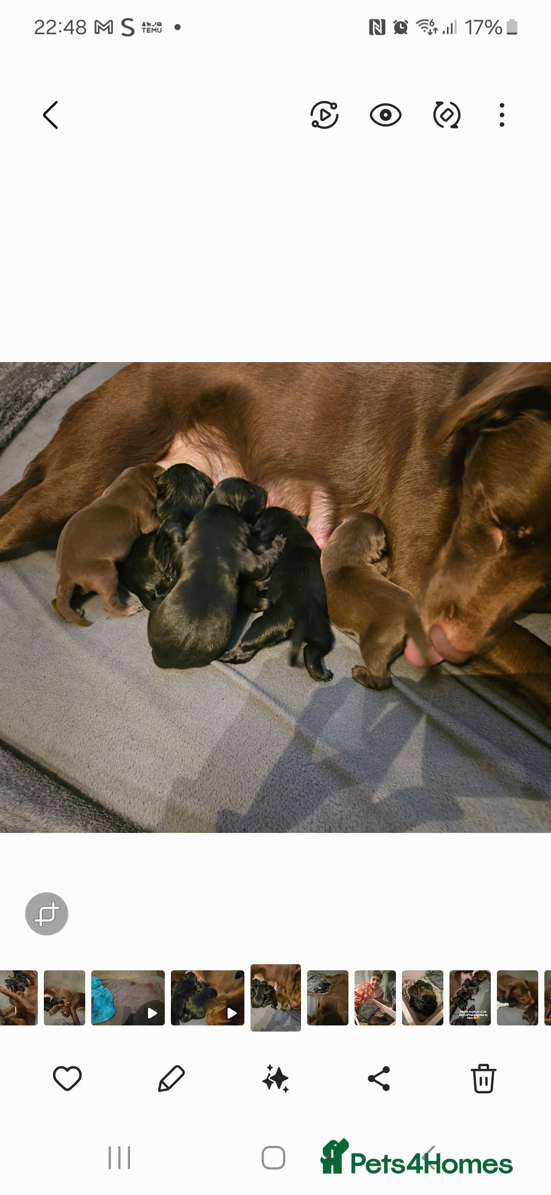 Borador dogs Labrador borador puppies - Advert 3