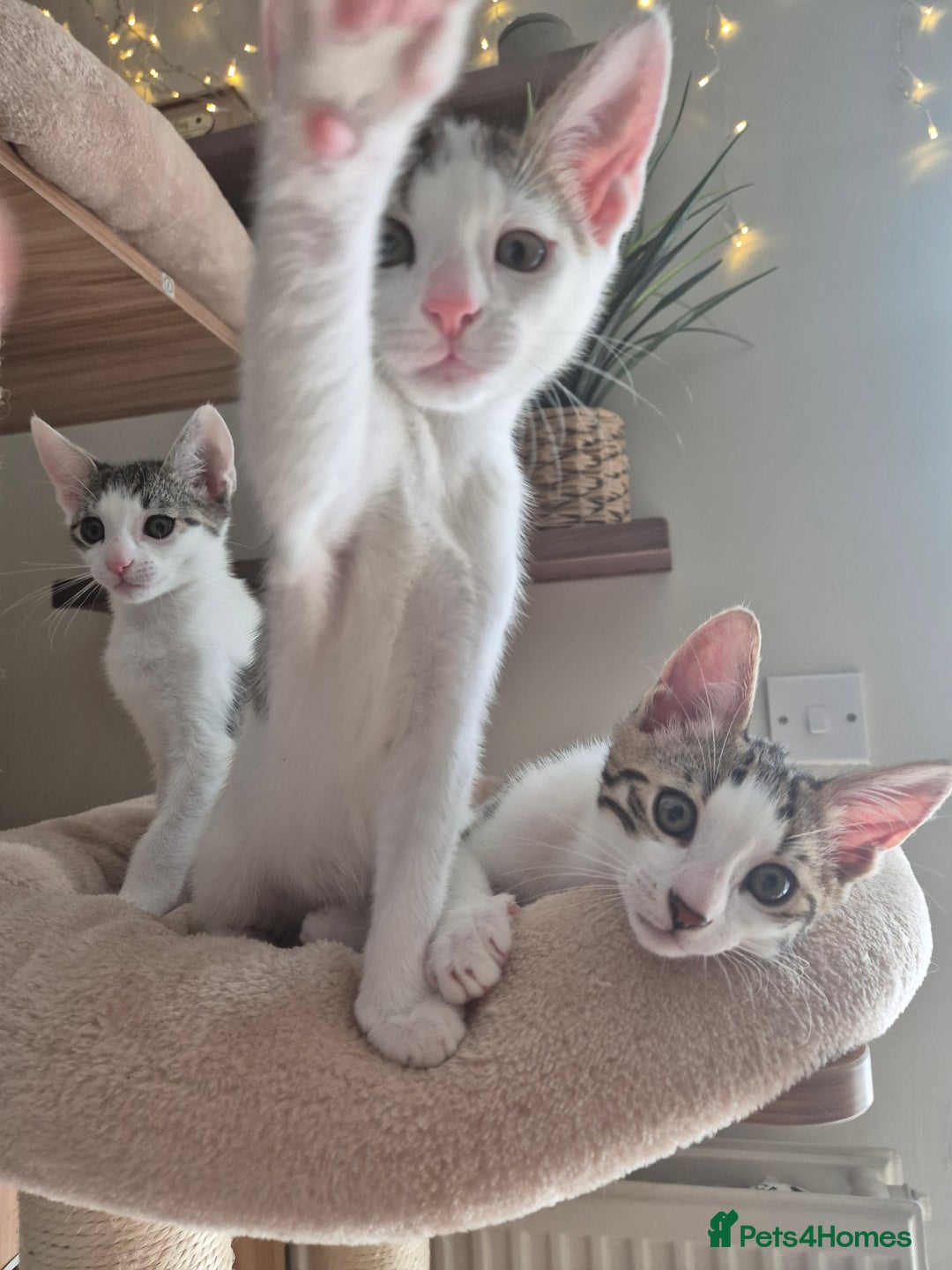 Bengal cats for sale: Male bengal cross kittens - Image 7