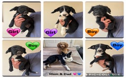 Mixed Breed dogs for sale: READY FOR HOMES - BorderCollieXLabradoodle Puppies in Oswestry - Image 1