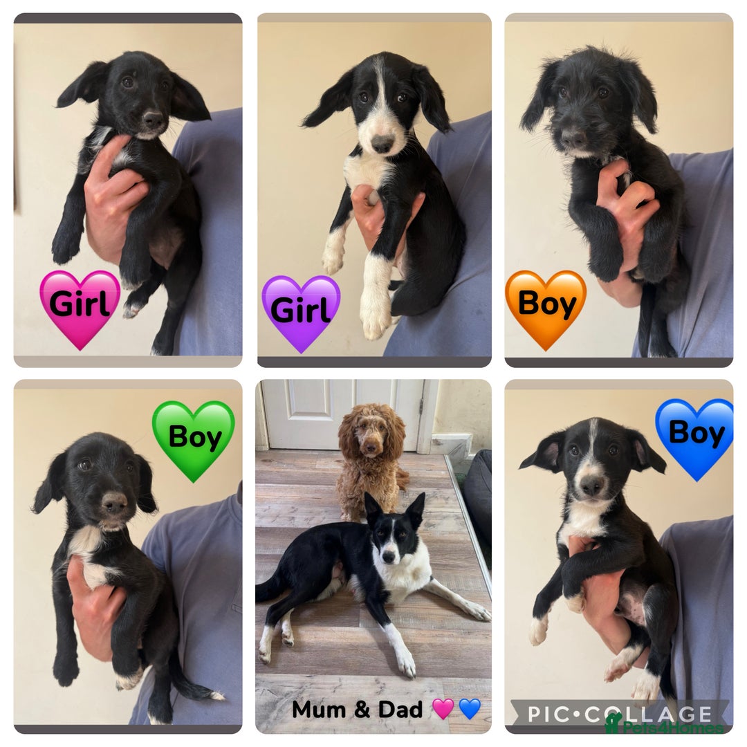 Mixed Breed dogs for sale: READY FOR HOMES - BorderCollieXLabradoodle Puppies in Oswestry - Image 1