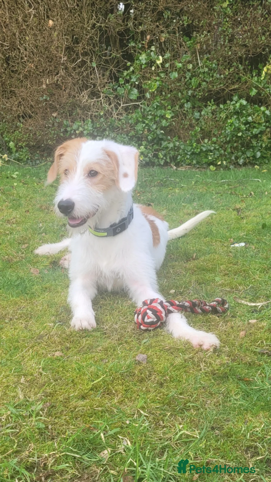 Mixed Breed dogs for sale: 9 month old Ronnie  - Advert 2