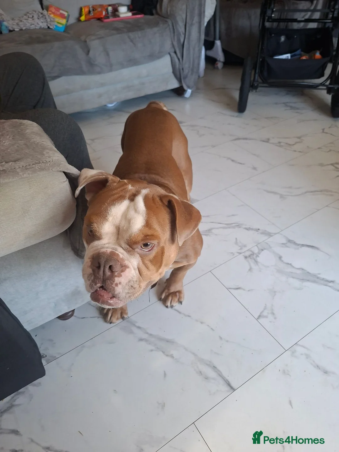 English Bulldog dogs for sale: English bulldog in Halstead - Advert 2