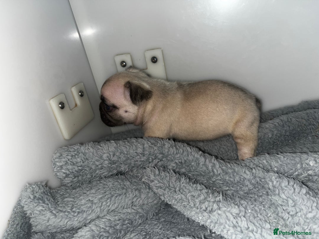 French Bulldog dogs for sale: French bulldog puppies  - Advert 4